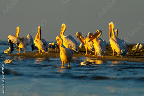 Shallow focus shot of a small flock of pelicans astanding in the shallow water of Danube river photo