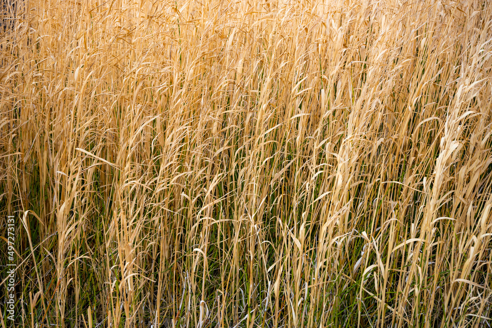 Fototapeta premium Tall Grases Fade From Green To Straw Yellow