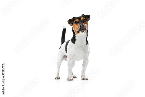 Studio shot of cute small dog, Jack Russell Terrier standing isolated on white background. Concept of motion, pets love, animal life.