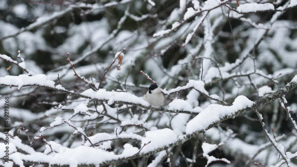 Marsh tit perched on a snowy branch during a blizzard in a boreal forest Marsh tit perched on a snowy branch during a blizzard in a boreal forest