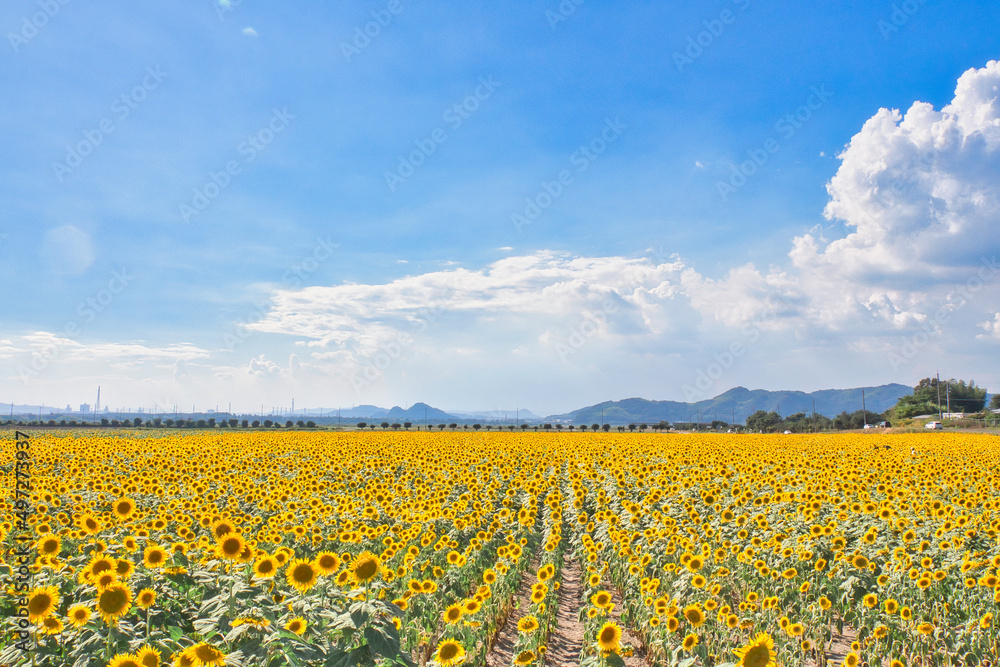 夏の風景｜爽やかな青空と咲き誇る向日葵畑