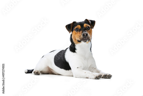 Adorable puppy, Jack Russell Terrier dog isolated on white studio background. Concept of motion, pets love, animal life.