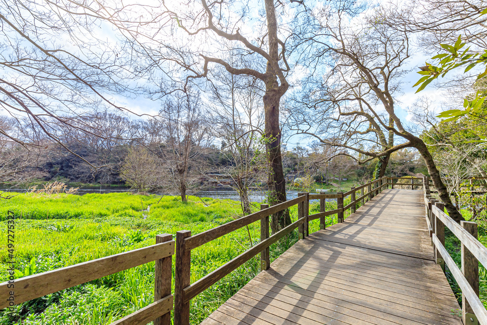 初春の柿田川湧水群　遊歩道　静岡県清水町　Kakita River springs in early spring. Sizuoka-ken Shimizu town.