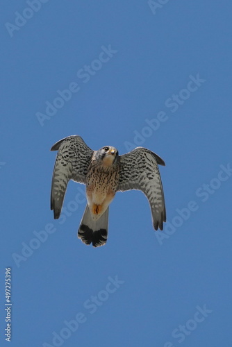 common kestrel in the sky