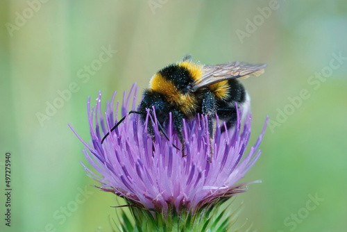 Closeup on a small garden bumblebee, Bombus hortorum, drinking nectar form a purple thistle flower photo