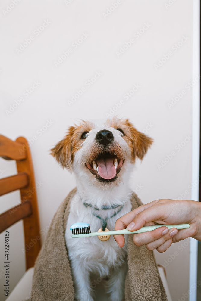 Jack Russell Terrier portrait. The dog brushes his teeth and takes a