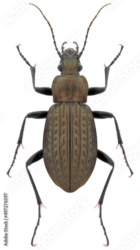 Carabus granulatus beetle specimen photo