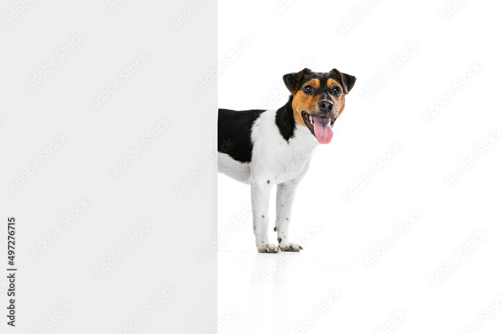 Fototapeta premium Adorable puppy, Jack Russell Terrier dog isolated on white studio background. Concept of motion, pets love, animal life.