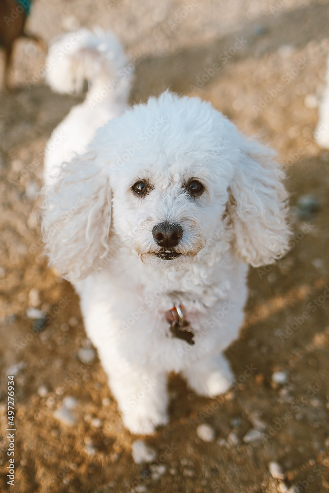 Happy white poodle. Summer photo pet dog