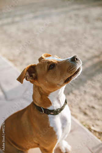pit bull terrier cute dog portrait. Summer photo of a beloved puppy
