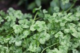 close up of green clover leaves