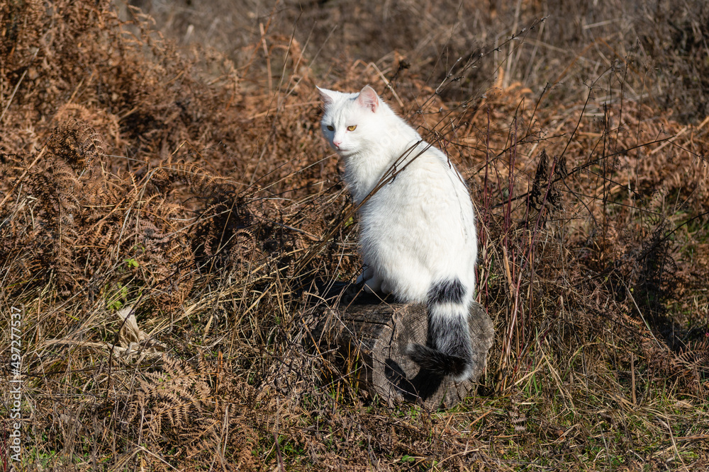 White cat from behind sitting on log against dry ferns with serious look to left White cat from behind sitting on log against dry ferns with serious look to left