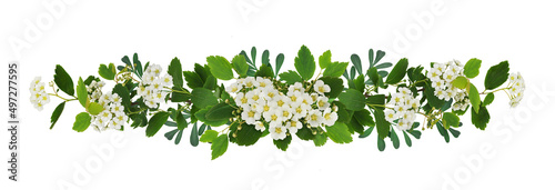 Spring twigs of spirea with small green leaves, flowers and buds in a floral garland isolated on white © Ortis