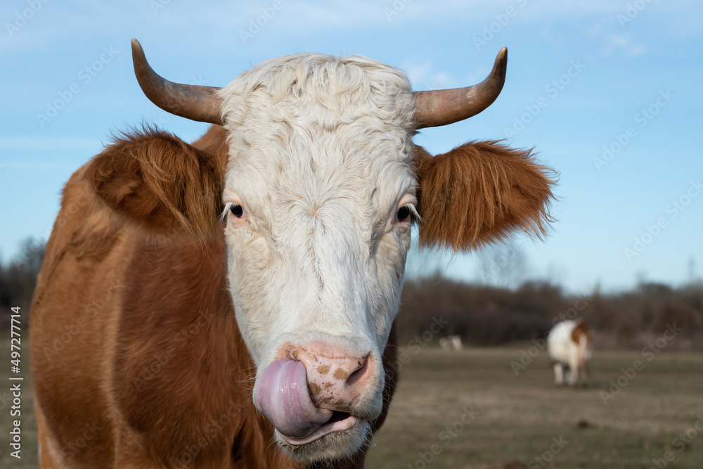 Cow head close up while licking nostril