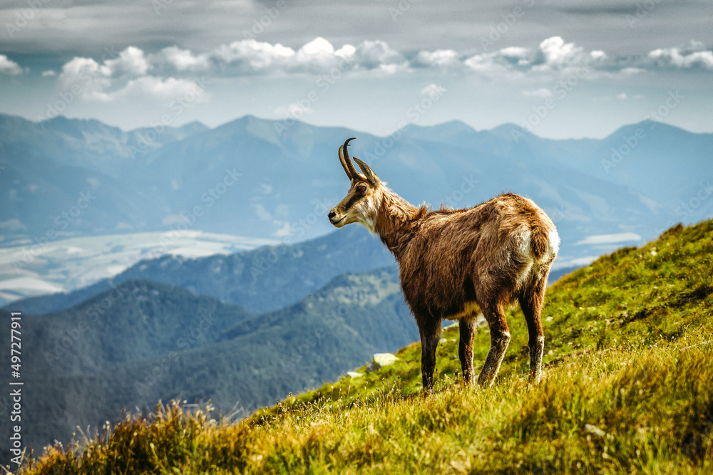 Fototapeta premium Wild Tatra chamois standing on mountain slope in Low Tatras Slovakia