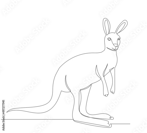 kangaroo drawing in one continuous line, isolated vector