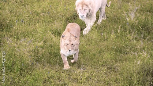 A young white lion follows a lioness across the grass. Mating games of lions. Mating season for lions.