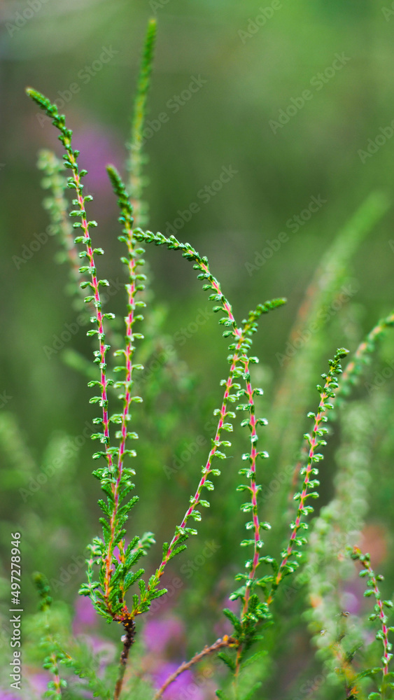 Macro de tiges de bruyère vertes, sur un fond verdoyant Macro de tiges de bruyère vertes, sur un fond verdoyant