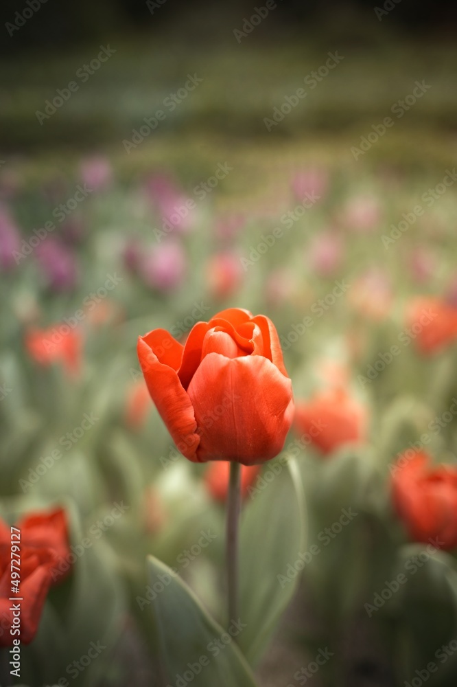 Obraz premium Beautiful colorful tulips in the garden. Tulipa Apeldoorn