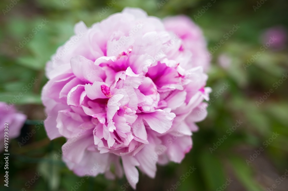 Paeonia lactiflora Sarah Bernhardt. Double pink peony flower. Paeonia lactiflora (Chinese peony or common garden peony). Many flowers.