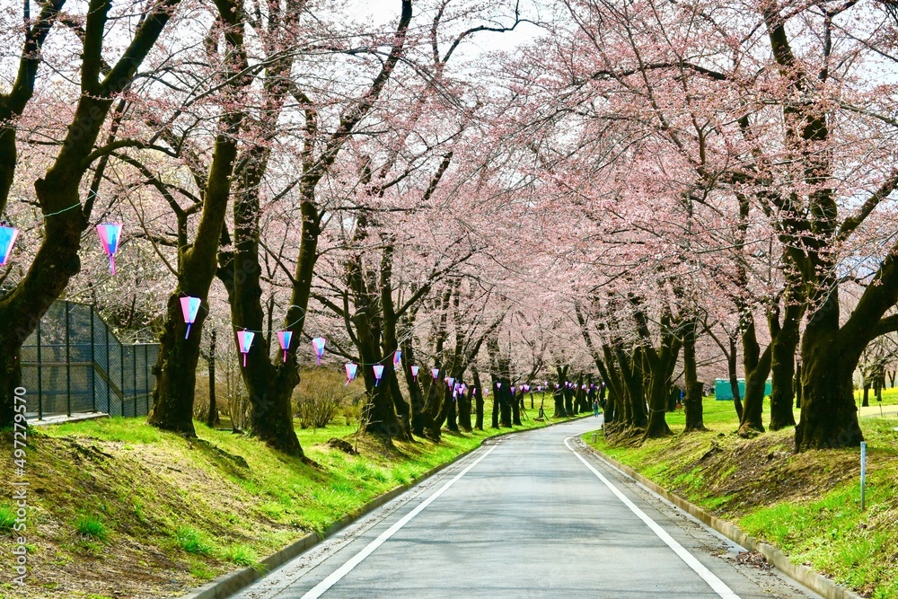 赤城南面千本桜まつり
