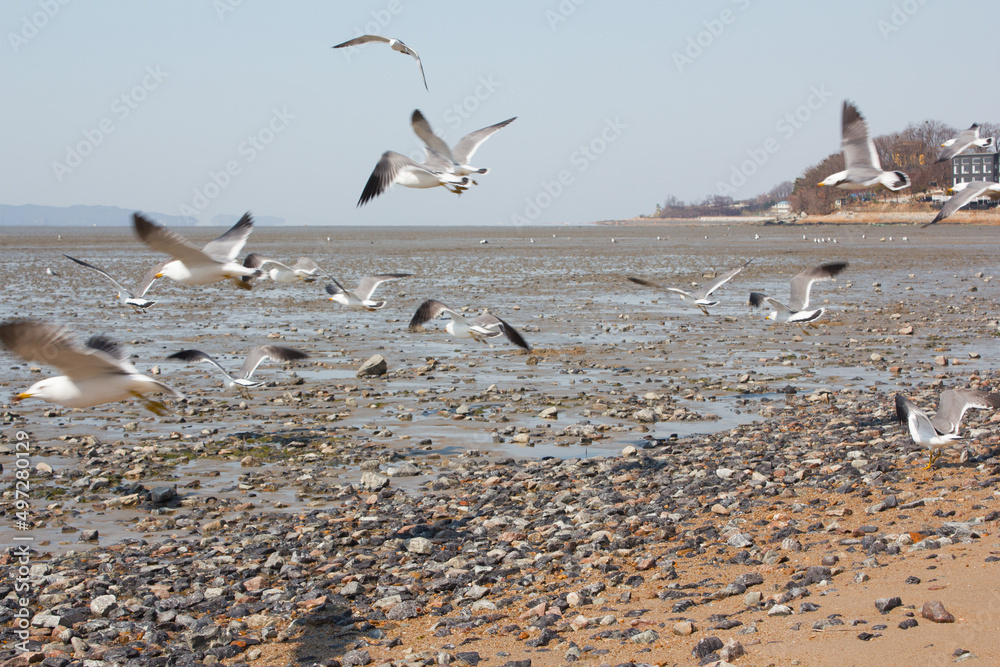 Fototapeta premium Seagulls gathering on the beach