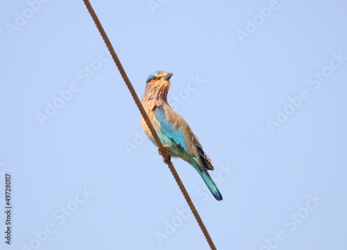 The Indian Roller