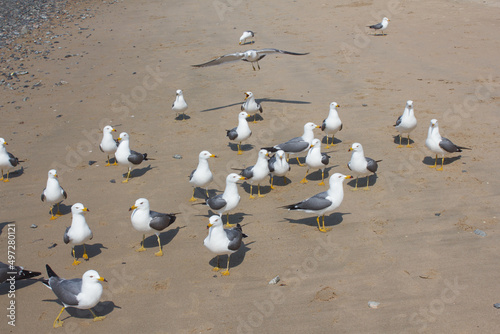 Seagulls gathering on the beach