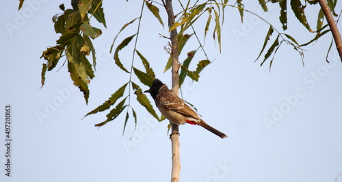Red Vented Bulbul