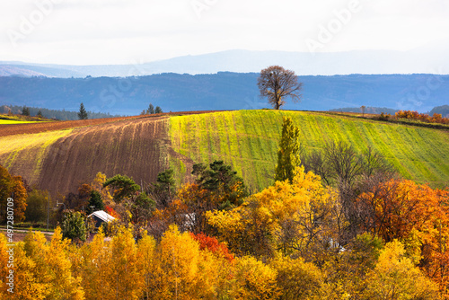 北海道美瑛、10月の紅葉風景・日本