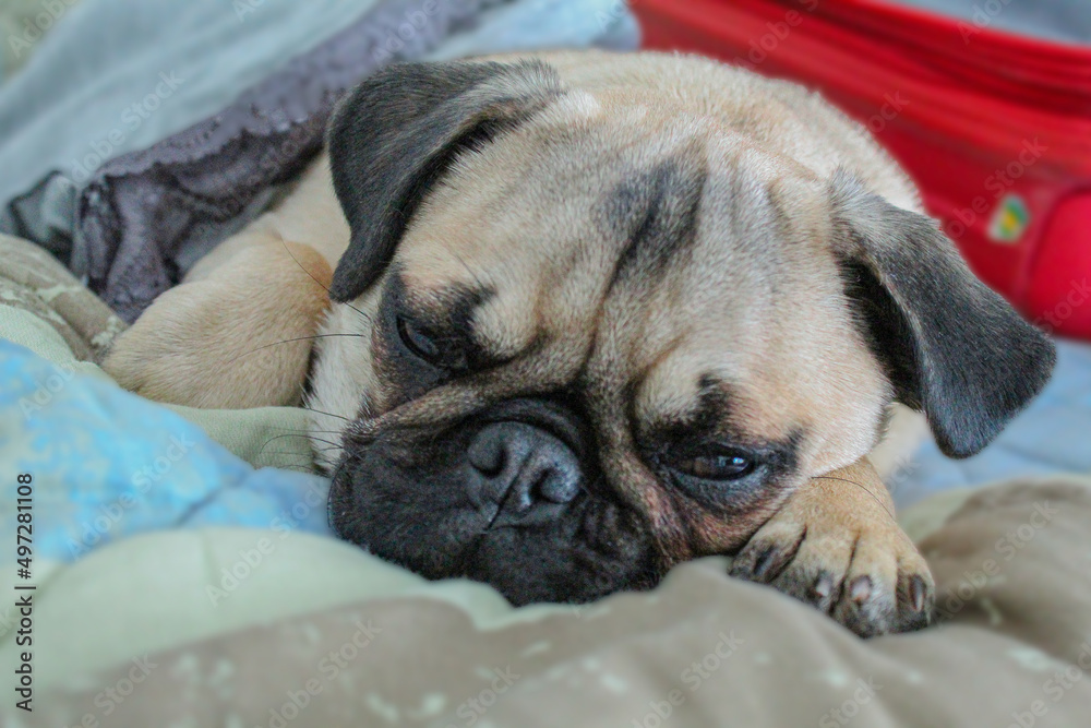 pug puppy sleeping on a pillow
