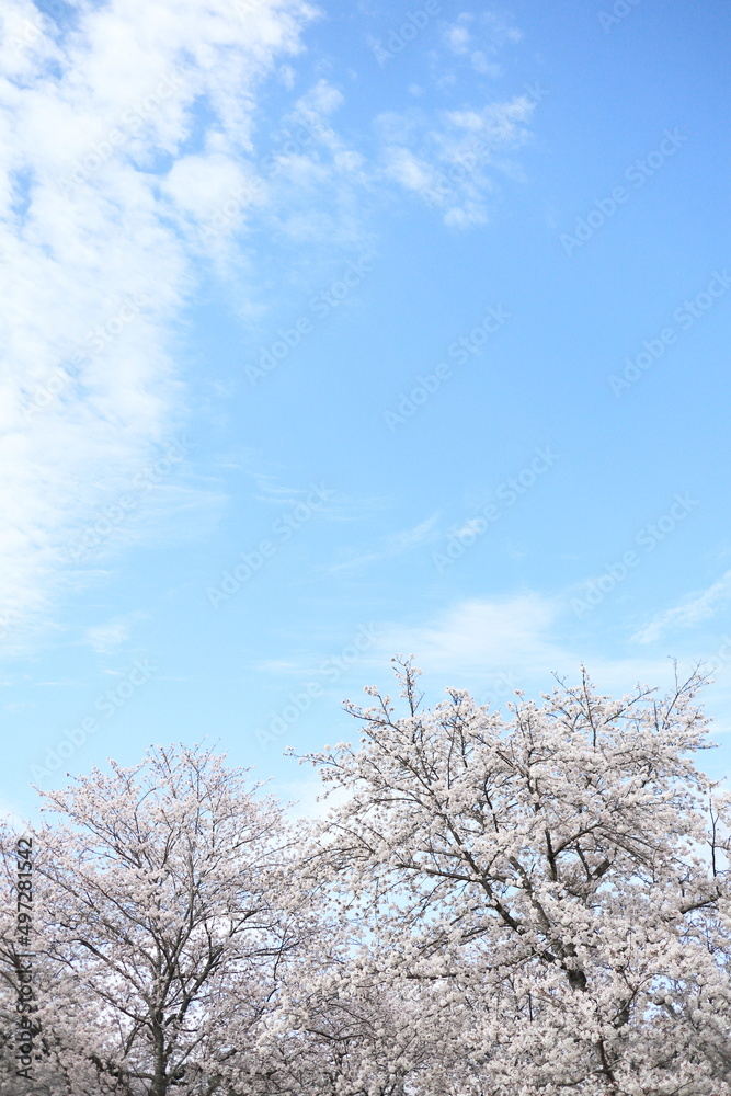 清々しい青い空とソメイヨシノの風景 清々しい青い空とソメイヨシノの風景