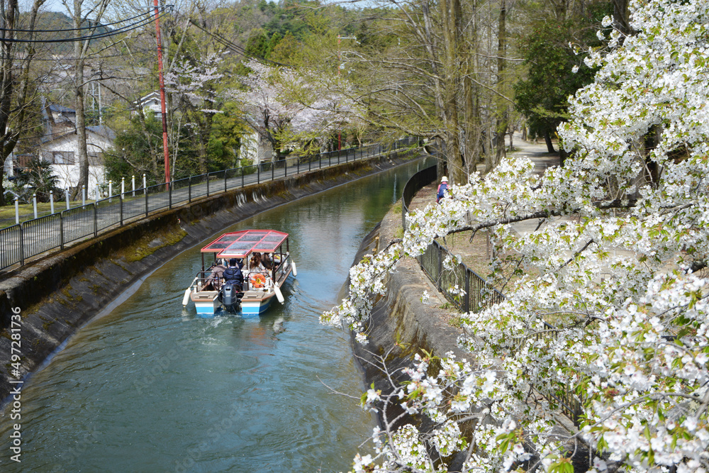 春の山科疏水 琵琶湖疏水通船 京都市山科区 春の山科疏水 琵琶湖疏水通船 京都市山科区