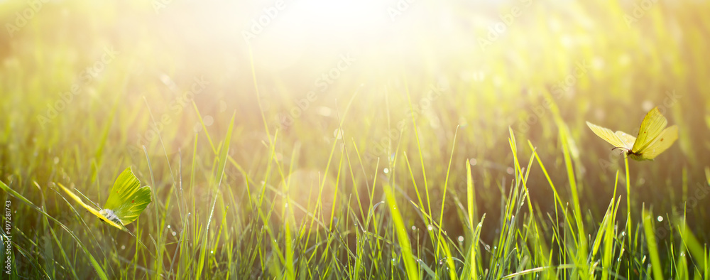 Art Spring nature blurred background; Green fresh grass and fly butterfly against sky background
