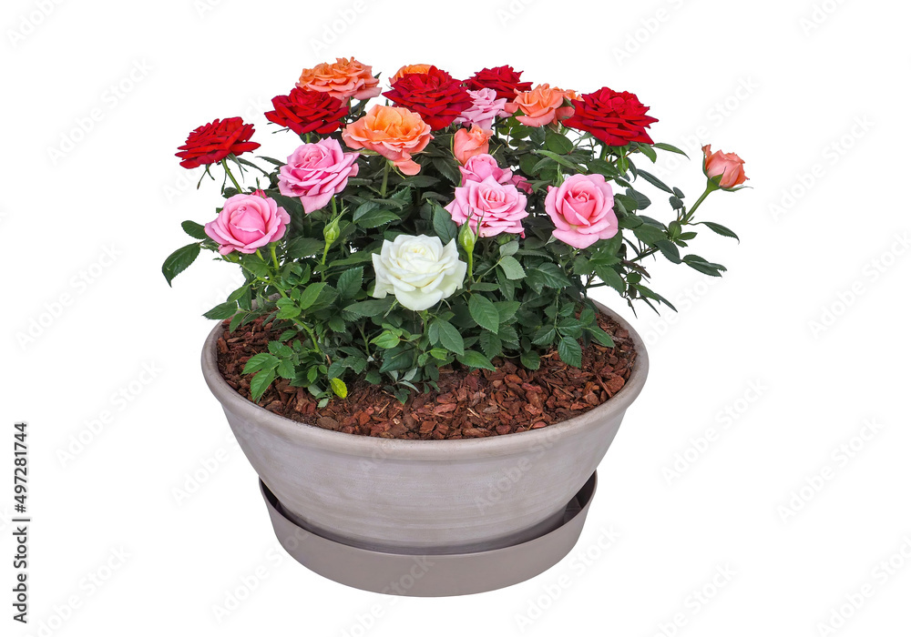 Red roses in a vase isolated on white