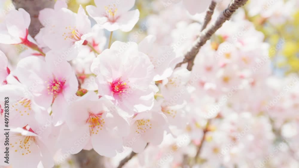 【春】満開の桜の花 ソメイヨシノ スローモーション 【春】満開の桜の花 ソメイヨシノ スローモーション