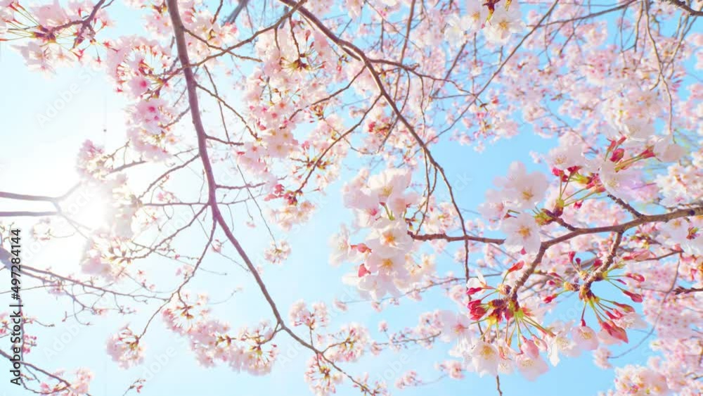 【春】風にゆれる桜の花 縦素材 【春】風にゆれる桜の花 縦素材