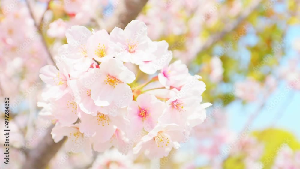 Cherry blossoms in full bloom under the blue sky in spring Cherry blossoms in full bloom under the blue sky in spring