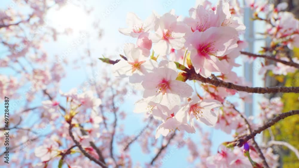 Pink cherry blossoms blowing in wind under the blue sky in fresh spring, Vertical shot Pink cherry blossoms blowing in wind under the blue sky in fresh spring, Vertical shot
