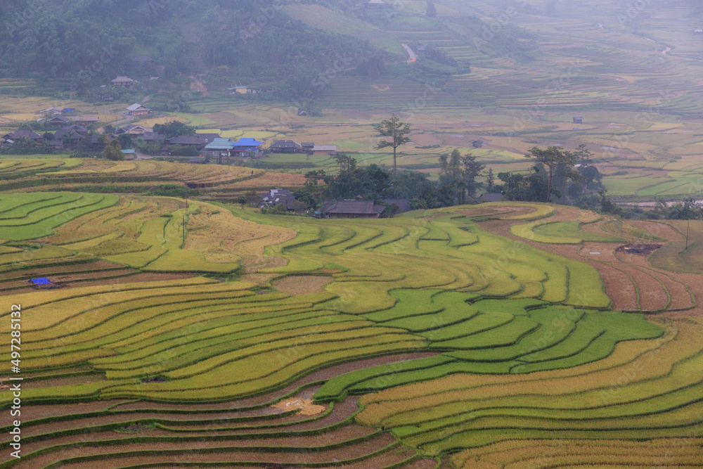 Green terraced rice fields in rainy season at Mu Cang Chai, Vietnam