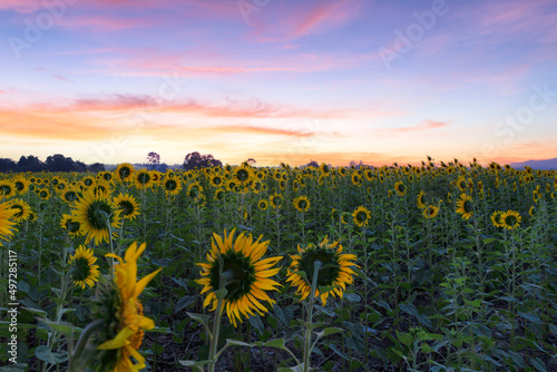 Beautiful sunflowers in spring field and the plant of sunflower is wideness plant in travel location, Khao Chin Lae Sunflower Field, Lopburi Province, Thailand © Southtownboy Studio