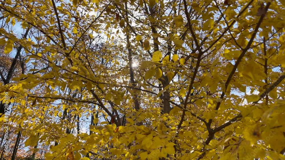 The morning sun breaks through fall foliage The morning sun breaks through fall foliage
