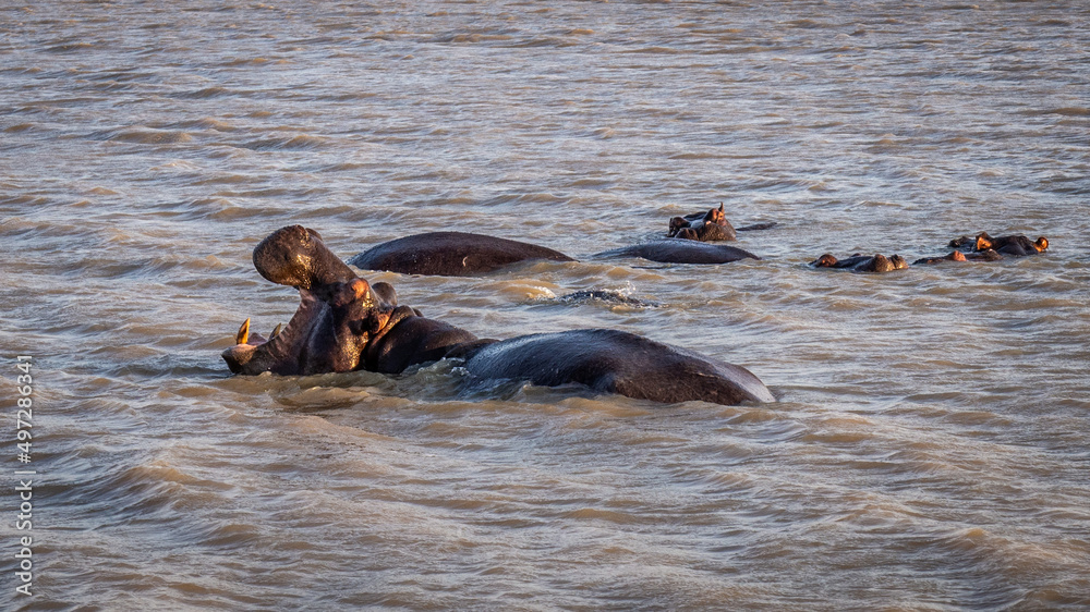 Obraz premium Hippopotames dans un fleuve d'Afrique