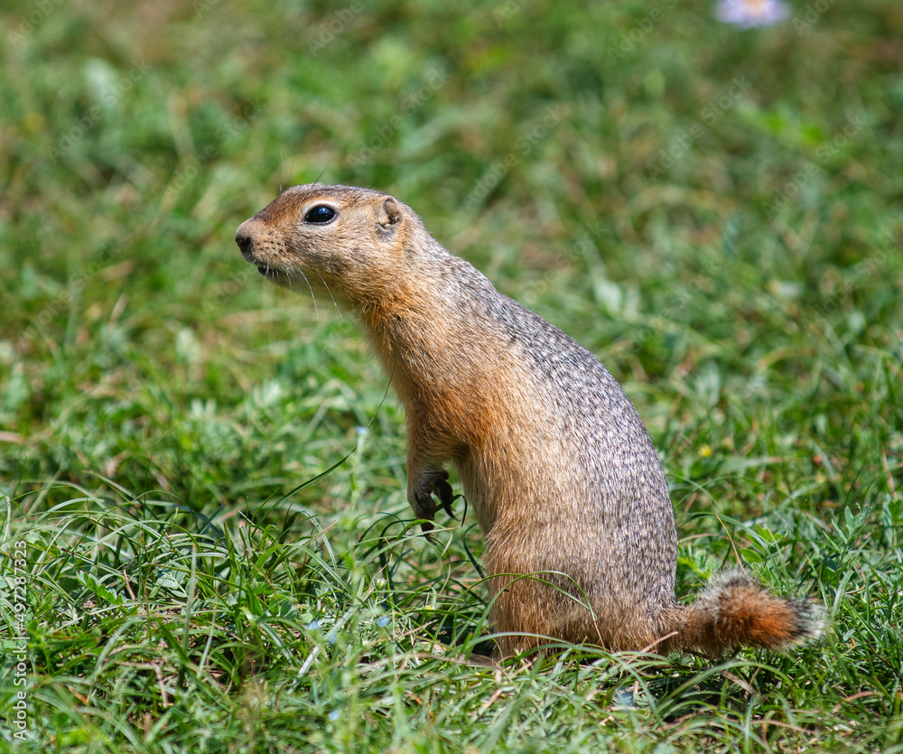 Marmot standing in the green grass on its hind legs and looking at the camera half a turn Marmot standing in the green grass on its hind legs and looking at the camera half a turn