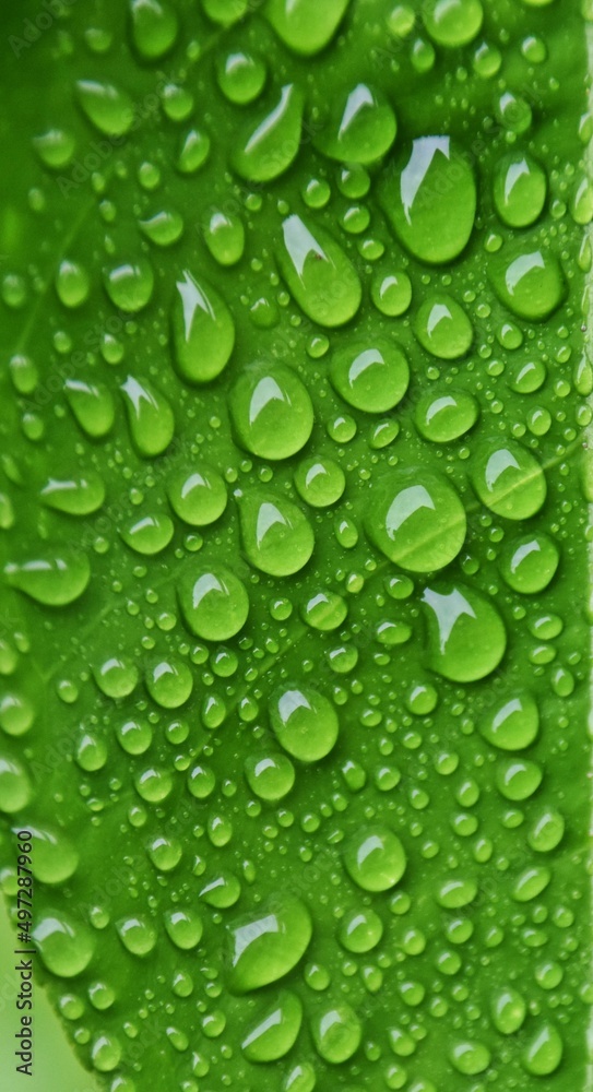 Close up of rain drops on a green orange leaf