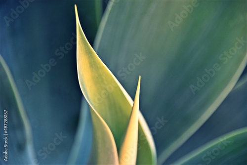Close up of blue Agave leaves