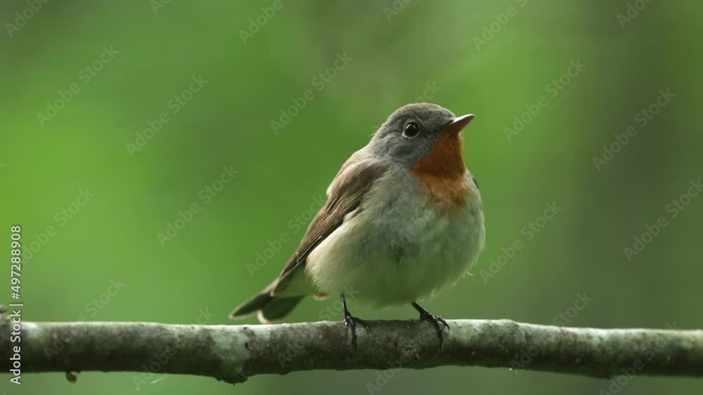 Small male Red-breasted flycatcher cleaning itself in an Estonian old-growth forest Small male Red-breasted flycatcher cleaning itself in an Estonian old-growth forest