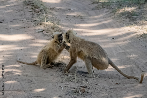Gray langurs, two monkeys playing together, funny attitude, in India, Madhya Pradesh 

