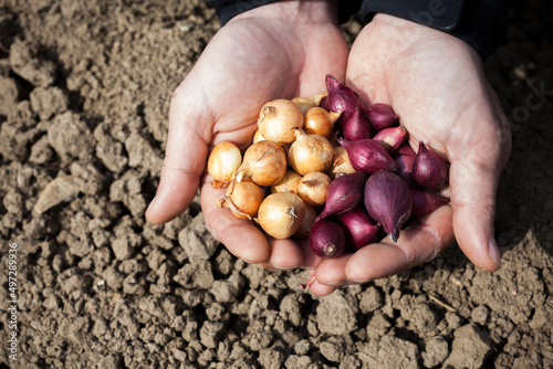 Fototapeta Naklejka Na Ścianę i Meble -  Selected organic seeds of onions