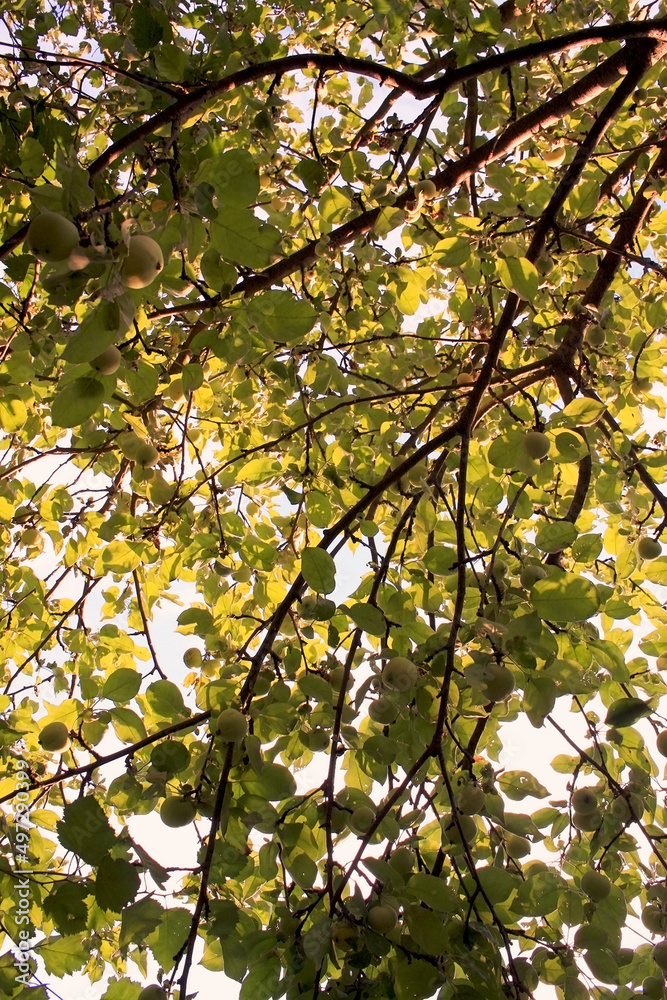 Branch of the apple tree covered with leaves and apple fruits Branch of the apple tree covered with leaves and apple fruits